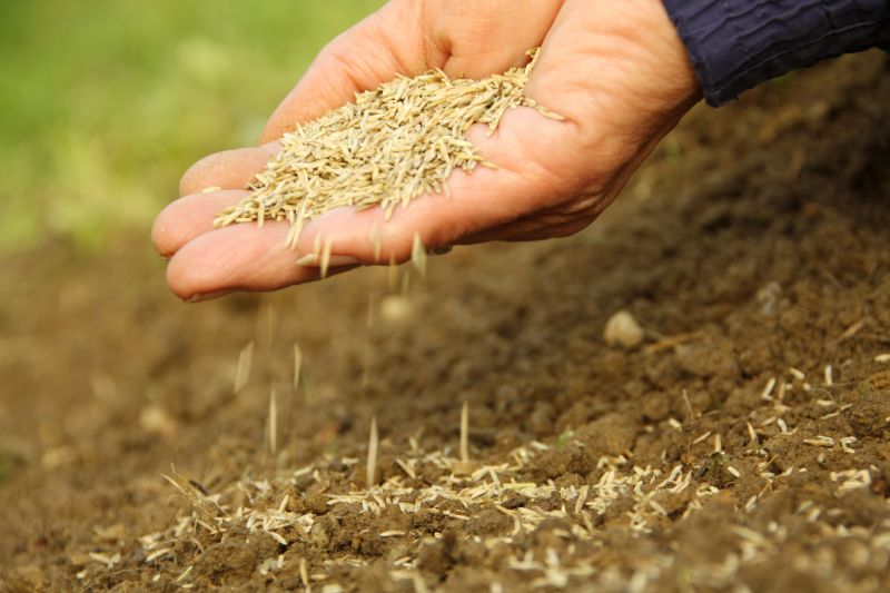 Fall Turf Seeding