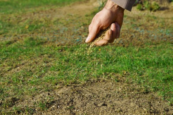 Fall Lawn Seeding