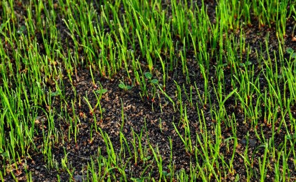 Winter Lawn Seeding